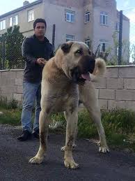Kangal Ceymer 26 Kangal Kopegi Kopek Turleri Kopek