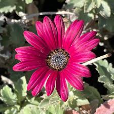 Image result for Arctotis