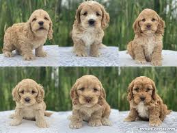 We did not find results for: Cockapoo Puppies For Sale