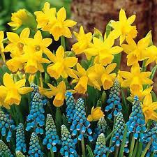 23656416 000 B 445 445 Bulb Flowers Plant Flower Bulbs Fall Flowers