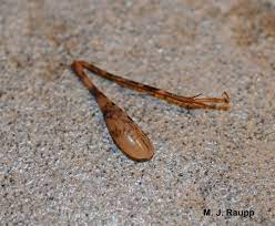 Camel crickets, also known as cave crickets, infest dark, moist areas. A Drumstick For Me Camel Crickets I Ceuthophilus I Spp Bug Of The Week