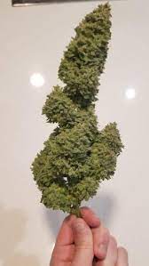 Lemon Cheesecake Heavyweight Seeds Strain Info Growdiaries
