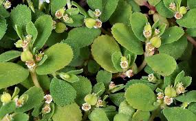 Image result for Euphorbia lividiflora