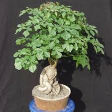 Image result for Cussonia natalensis