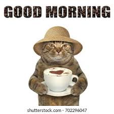 2,870 Good Morning Cat Images, Stock Photos & Vectors | Shutterstock