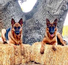 A place that will compliment both dog and human temperaments. German Shepherd Puppies For Sale Home Facebook