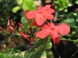 Image result for Plumbago ituriensis