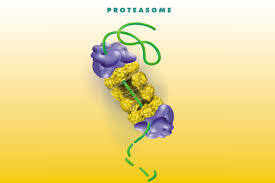 We did not find results for: How Cells Take Out The Trash Live Science