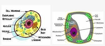 Check spelling or type a new query. Vacuole Animal Cell Organelles Surround The Cell Transparent Png 900x356 Free Download On Nicepng