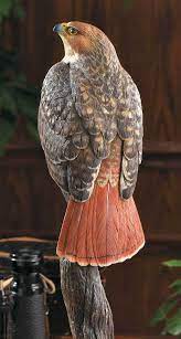 Large hawk with brown upperparts and head. Red Tailed Hawk Perched On A Log Hand Painted Bird Red Tailed Hawk Bird Of Prey Tattoo Beautiful Birds