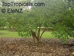 Image result for Voacanga africana