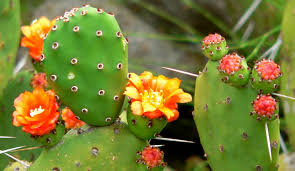 Saguaro cactus flowers and buds after a wet winter. Top 10 Bird Plants In Central Arizona Audubon Arizona