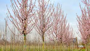 Image result for Prunus armeniaca