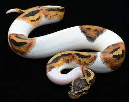 Piebald Ball Pythons Have Been Recorded As Early As 1966 The Term Piebald Is Defined As Having Patches Of Black And Whi Ball Python Cute Snake Snake Lovers