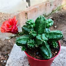 Find trusted cactus plants supplier and manufacturers that meet your business needs on exporthub.com qualify, evaluate, shortlist and contact cactus plants companies on our free supplier directory and product sourcing platform. Succulent Cactus Plant Cactaceae Echinocereus Momotaro Home Garden Outdoor Rare Ebay