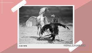 3 legi putih dan blorok. Hari Terbaik Adu Ayam Menurut Primbon Jawa Peduliayam