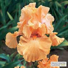 Mango Entree Bearded Iris Iris Flowers Iris Garden Flower Garden