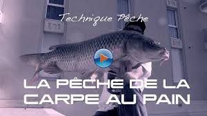 Comment Pecher La Carpe Au Pain Technique Peche Youtube