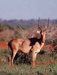 Hirola Aka Hunter S Hartebeest Animals Animals And Pets Cute Animals