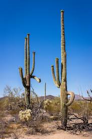 I decided to find out for myself if the desert deserves such a fierce reputation. Organ Pipe Cactus National Monument A Precious Slice Of The Sonoran Desert