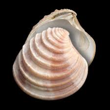 Home Marine Bivalve Shells Of The British Isles