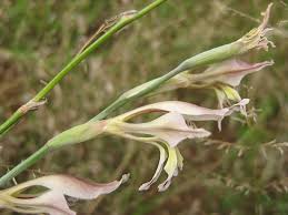 Image result for Gladiolus permeabilis
