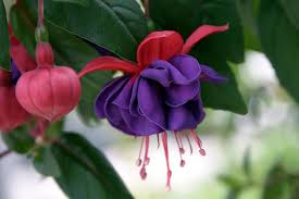 Ogni fiore misura circa 1,75 pollici/4,5 cm di diametro. Google Image Result For Http Thenonconsumeradvocate Com Wp Content Uploads 20 Vasi