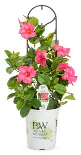 May 18, 2021 · mandevilla is considered an annual in temperate climates, but is an evergreen in warmer regions of the country. Bombshell Coral Pink Mandevilla Hybrid Proven Winners