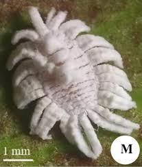 Image result for Lecaniodiscus fraxinifolius