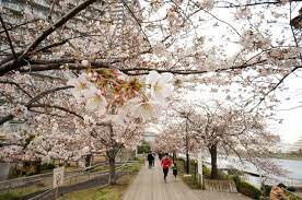 Pakaian musim bunga di osaka. Musim Semi Mekarnya Bunga Sakura Informasi Iklim Mode Pakaian Matcha Situs Wisata Jepang