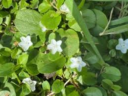 Image result for Evolvulus nummularius