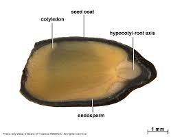 Image result for Cassia burttii