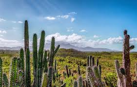 Ebenfalls heimisch sind hier faultiere, nasenbären, opossums, tapire, jaguare und ozelots. Venezuela Landschaft Kostenloses Foto Auf Pixabay
