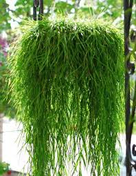 For many of us, the heat of a long summer is one of the primary situations to solve. Trailing Succulents Are Ideally Suited For Hanging Baskets And Hanging Planters They Are Eas Plants For Hanging Baskets Hanging Plants Outdoor Hanging Plants