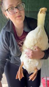 Hello from Daffy, Darcy, Marley and River 🦆