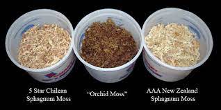 Sphagnum moss is useful for a variety of gardening and crafting depending on the plant, it might be used on its own or mixed with soil or another potting medium. Sphagnum Moss Repotme