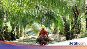 Pt prt demak milik siaapa? 25 Perusahaan Ini Kuasai Lahan Kelapa Sawit Di Ri