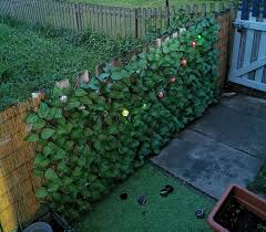 The regular size of an artificial ivy fence roll is 1 meter*3 meter. Wilko Expanding Artificial Leaf Trellis 2m X 1m Wilko