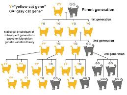 mendel chart genetic diversity google search life