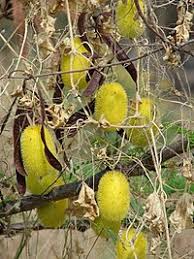 Image result for Cucumis quintanilhae