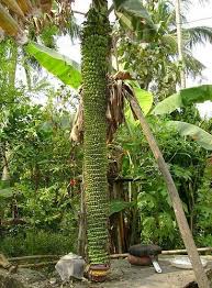 Check spelling or type a new query. Chuoi Banana Plants Fruit Trees Plants