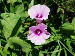 Image result for Ipomoea wightii