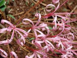 Image result for Ammocharis tinneana
