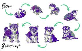 Don't assume your puppy will grow out of it. The Developmental Stages Of Puppy Growth Dogviously