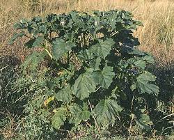 Image result for Datura ferox