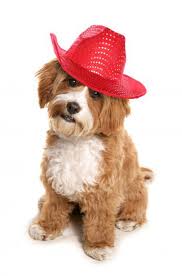 We did not find results for: Cavapoo Aka Cavoodle The Ultimate Guide To The Breed Animalso