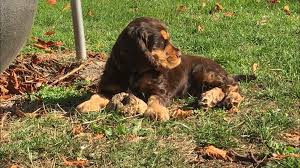 Black And Tan Cocker Spaniel For Sale Near Me Pin By Marjorie Croke On Cocker Spaniel Beautiful Puppy English Cocker English Cocker Spaniel