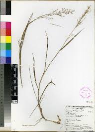 Image result for Panicum adenophorum