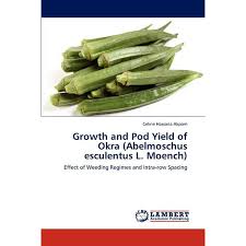 Image result for Abelmoschus esculentus