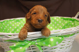 Loyal and playful they carry the best that golden retrievers and poodles have to offer. Mini Red Goldendoodles For Sale In Ohio Accredited Goldendoodle Breeder